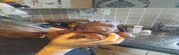 Miniature Dachshund dogs for sale: Miniature dashchund puppy - Advert 2