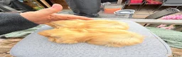 Guinea Pig rodents for sale: Swiss & Peruvians baby’s available  - Advert 14