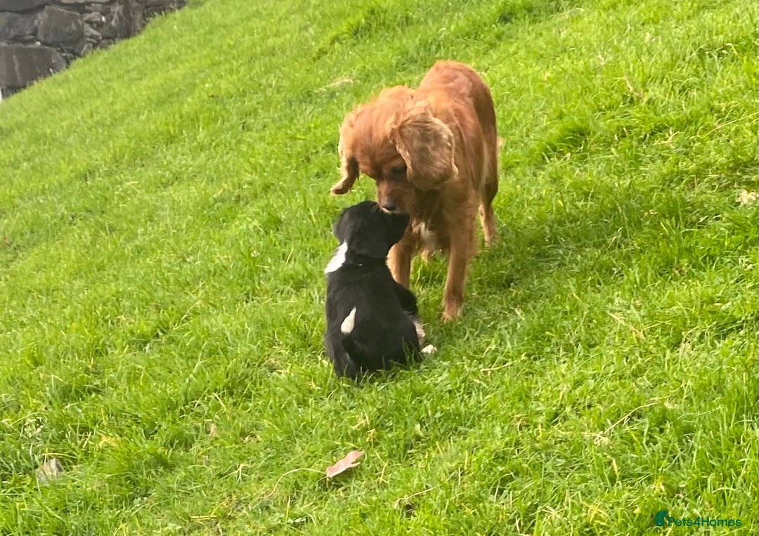 Mixed Breed dogs for sale: Gorgeous Borderlier pups - Advert 11