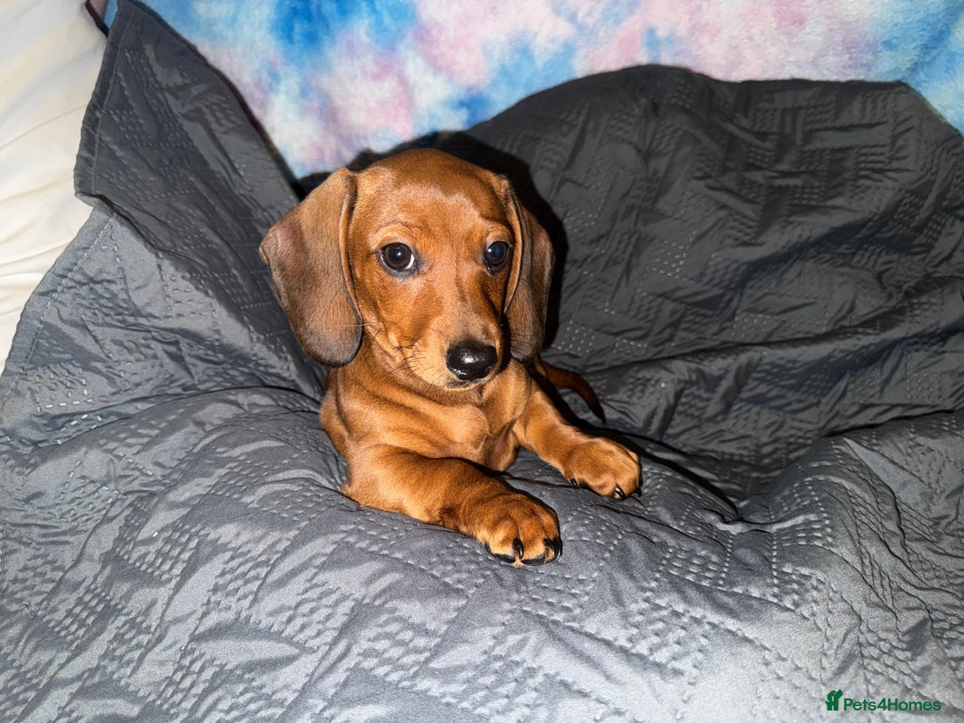 Dachshund dogs for sale: READY NOW - DACHSHUND PUPPIES - Image 7