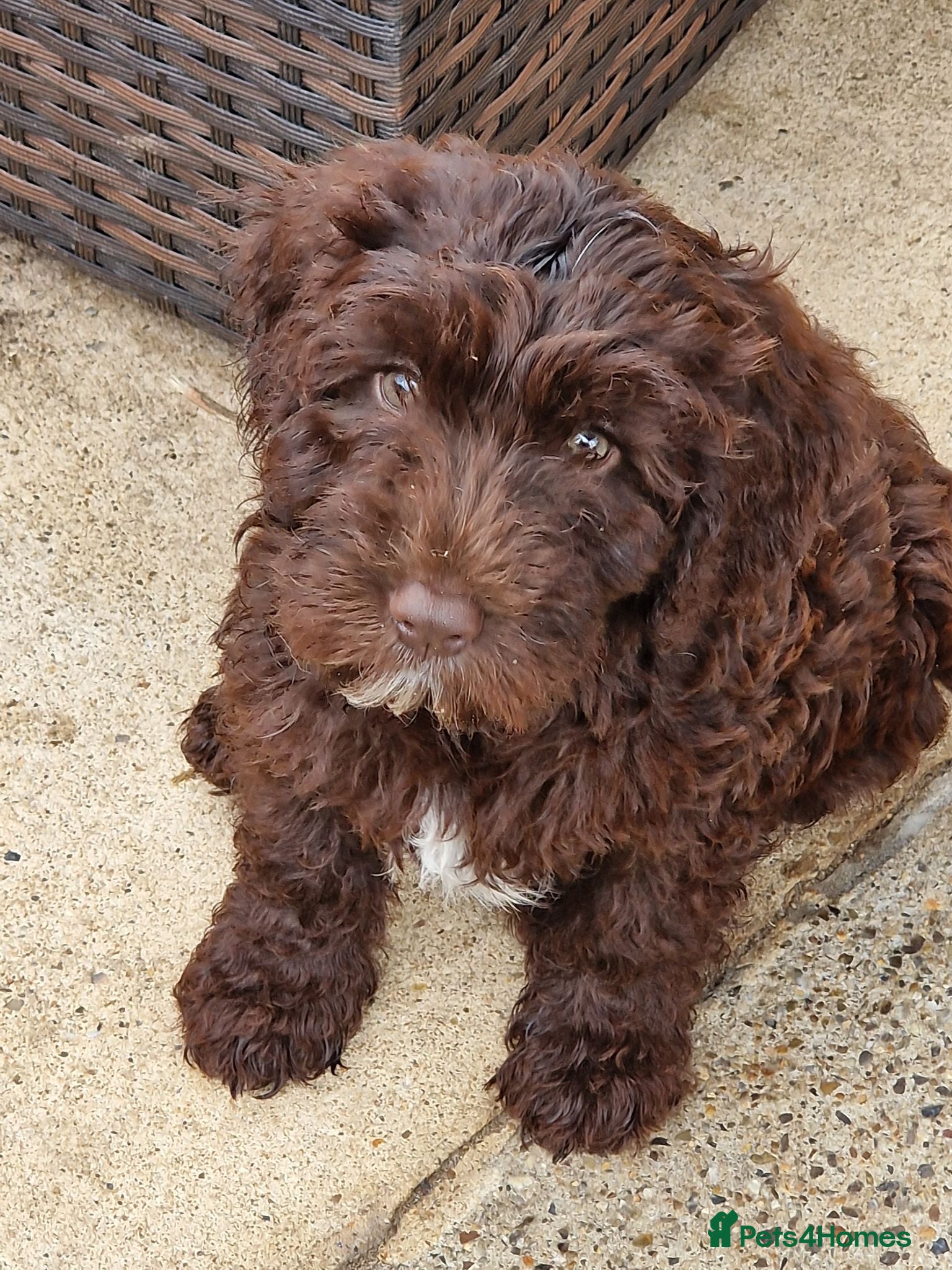 Cockapoo dogs READY NOW Beautiful Show Cockapoo F1b - Advert 1