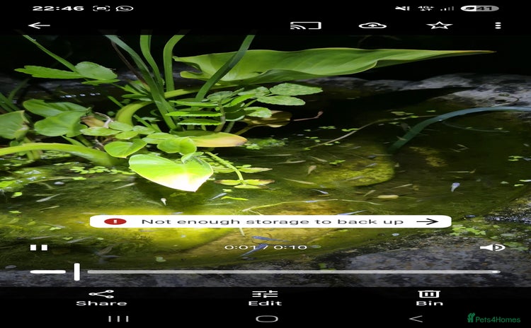 Ricefish fish - Advert 1
