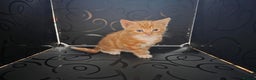 British Shorthair cats for sale: Rare ginger females. 1 male. British shorthair - Advert 21
