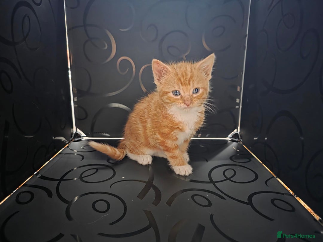 British Shorthair cats for sale: Rare ginger females. 1 male. British shorthair - Advert 21