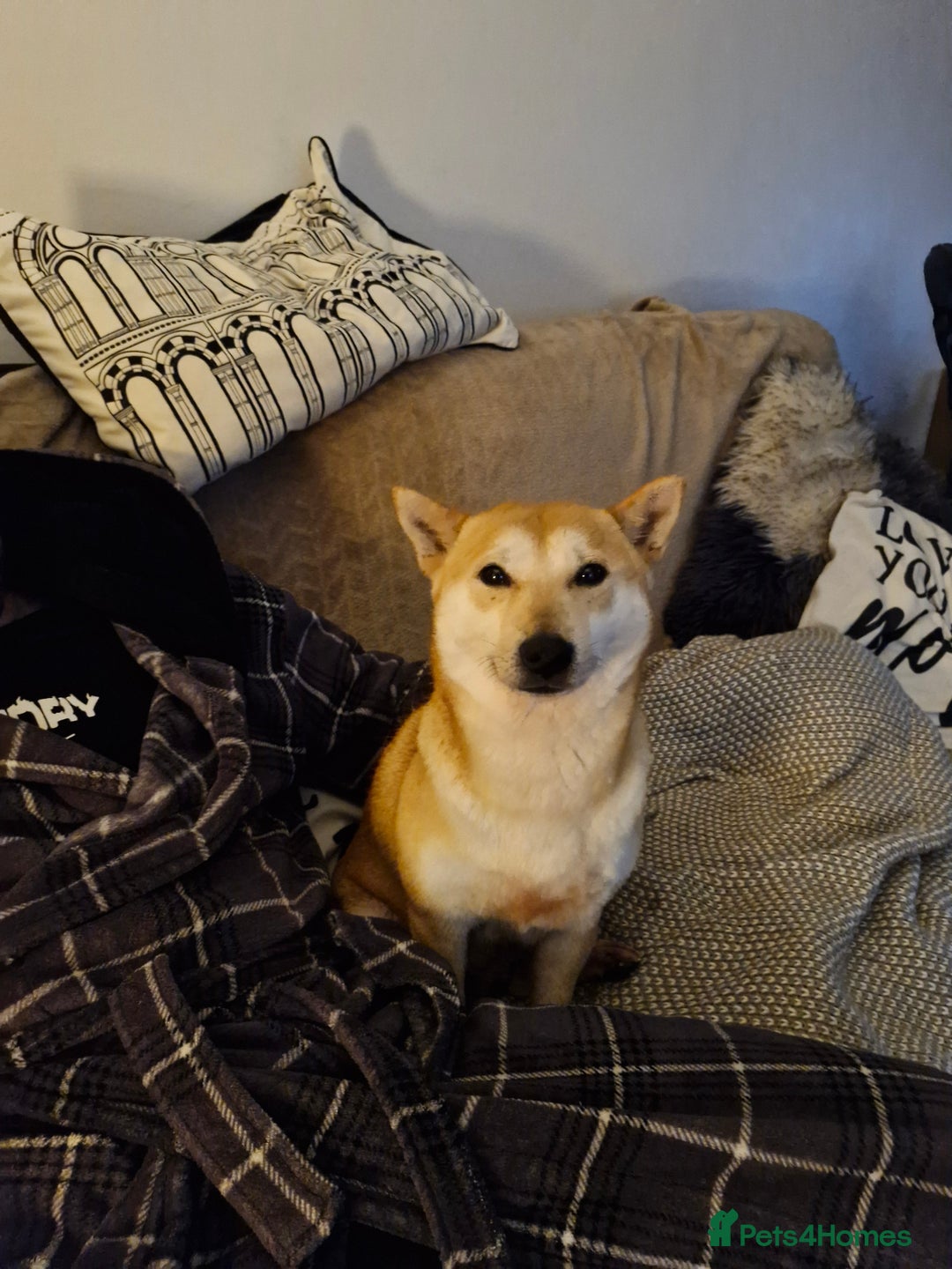 Japanese Shiba Inu dogs for sale: Affectionate Shiba Inu Girl Seeking a Forever Home - Advert 2