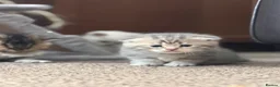 British Shorthair cats for sale: Scottish Fold/ Straight kittens available now - Advert 6