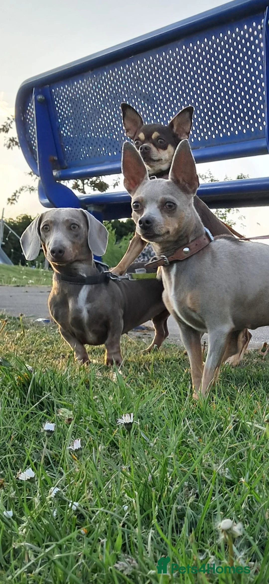 Miniature Dachshund dogs for sale: Beautiful Mini Dashound  - Advert 11