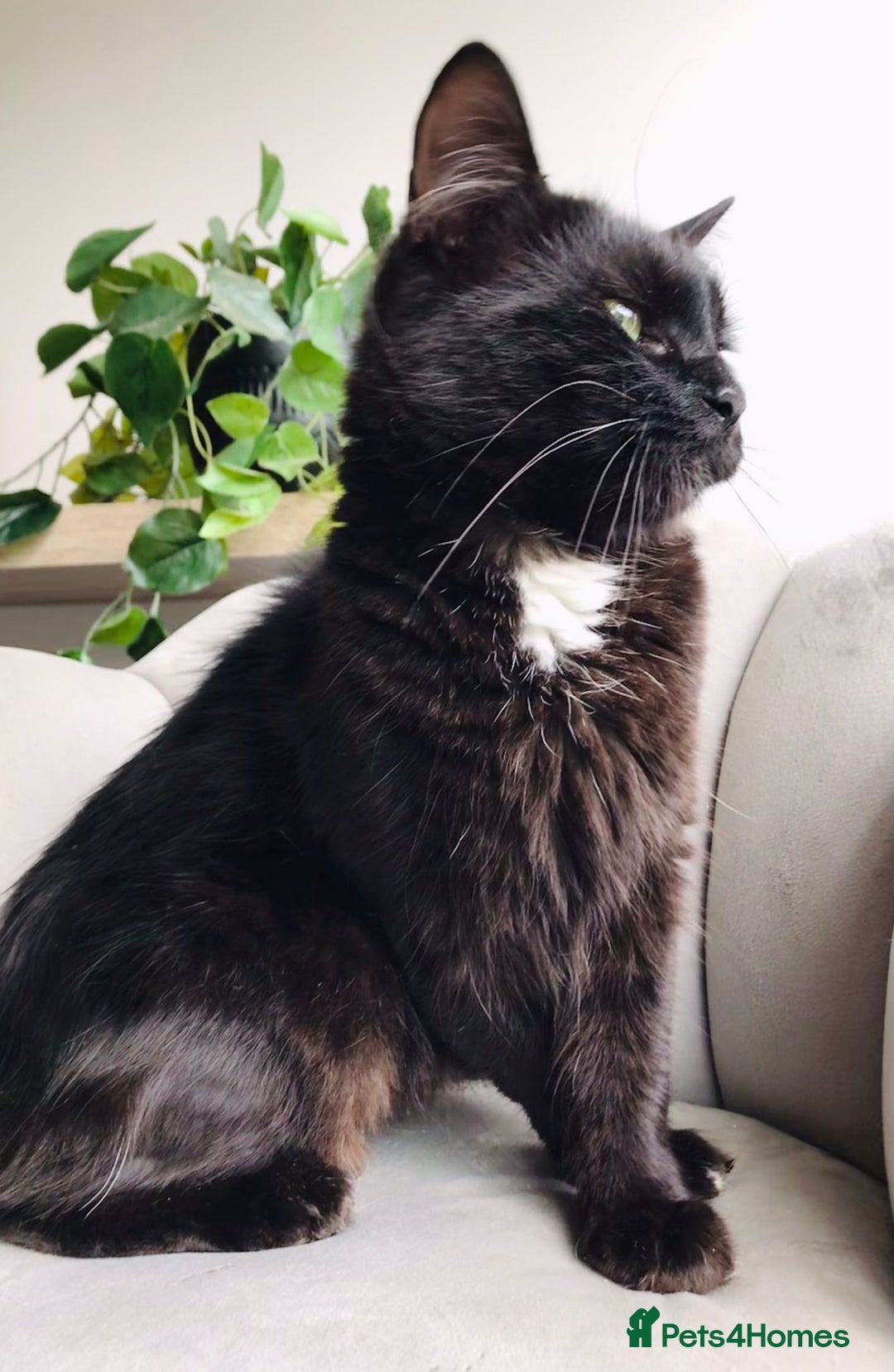 Mixed Breed cats for sale: 4 ragdoll cross mackerel tabby kittens  - Advert 12