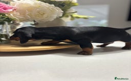 Miniature Dachshund dogs for sale: Miniature Dachshunds  - Image 2