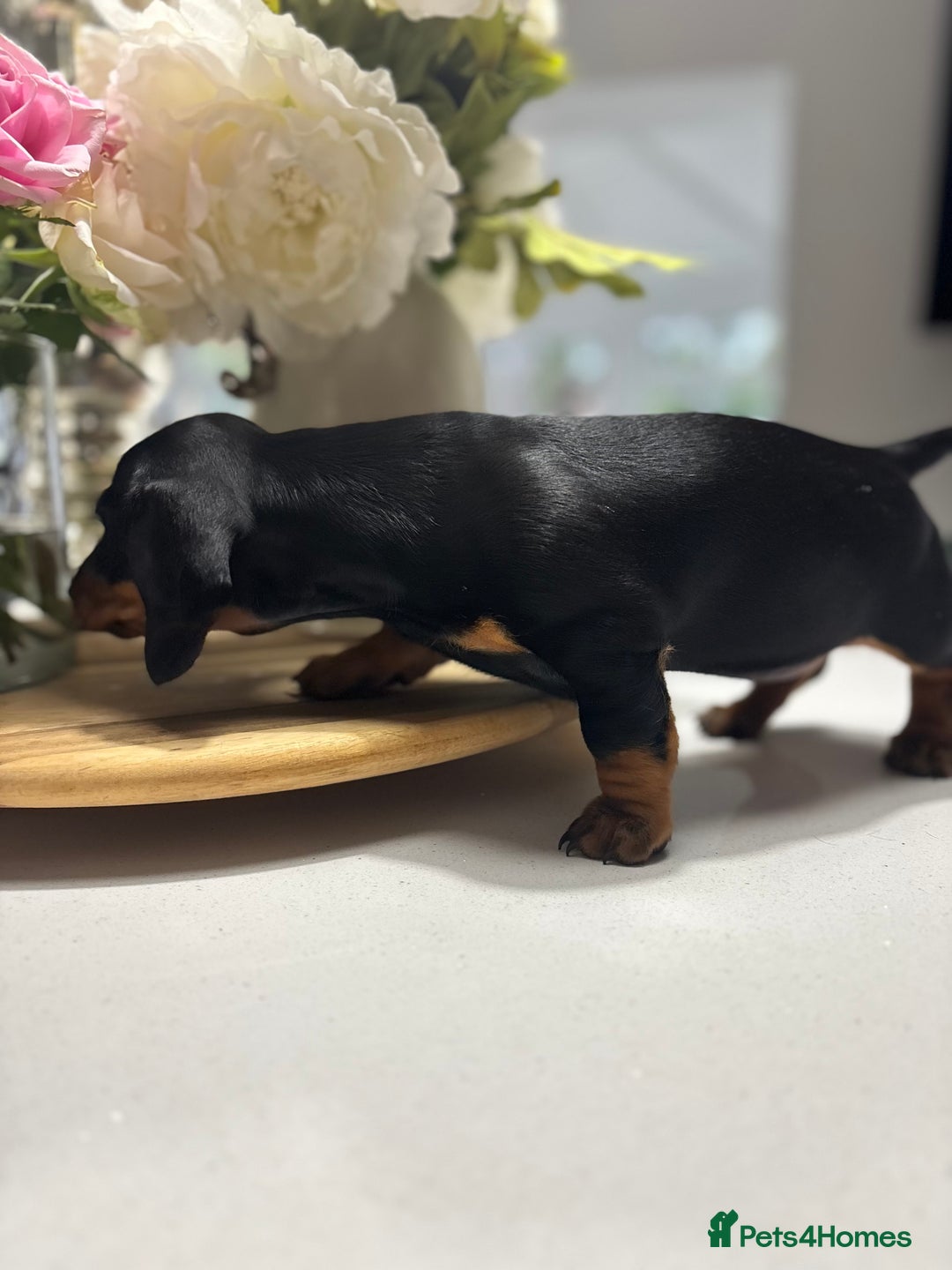 Miniature Dachshund dogs for sale: Miniature Dachshunds  - Image 2