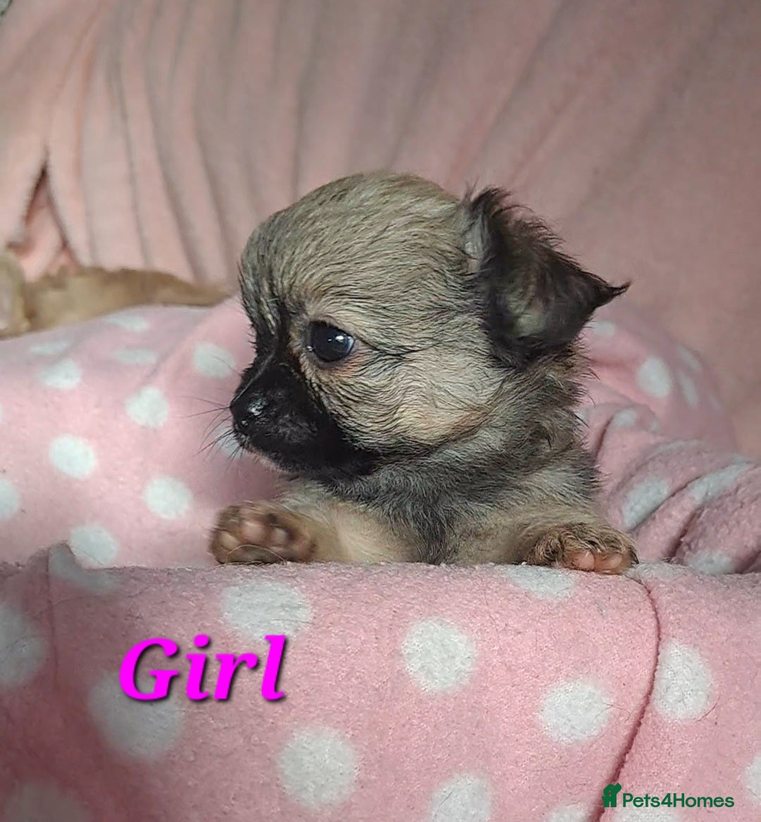 Chihuahua dogs Long Coat Chihuahua puppies for sale - Advert 18
