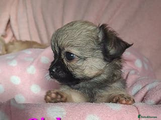 Chihuahua dogs Long Coat Chihuahua puppies for sale - Advert 6