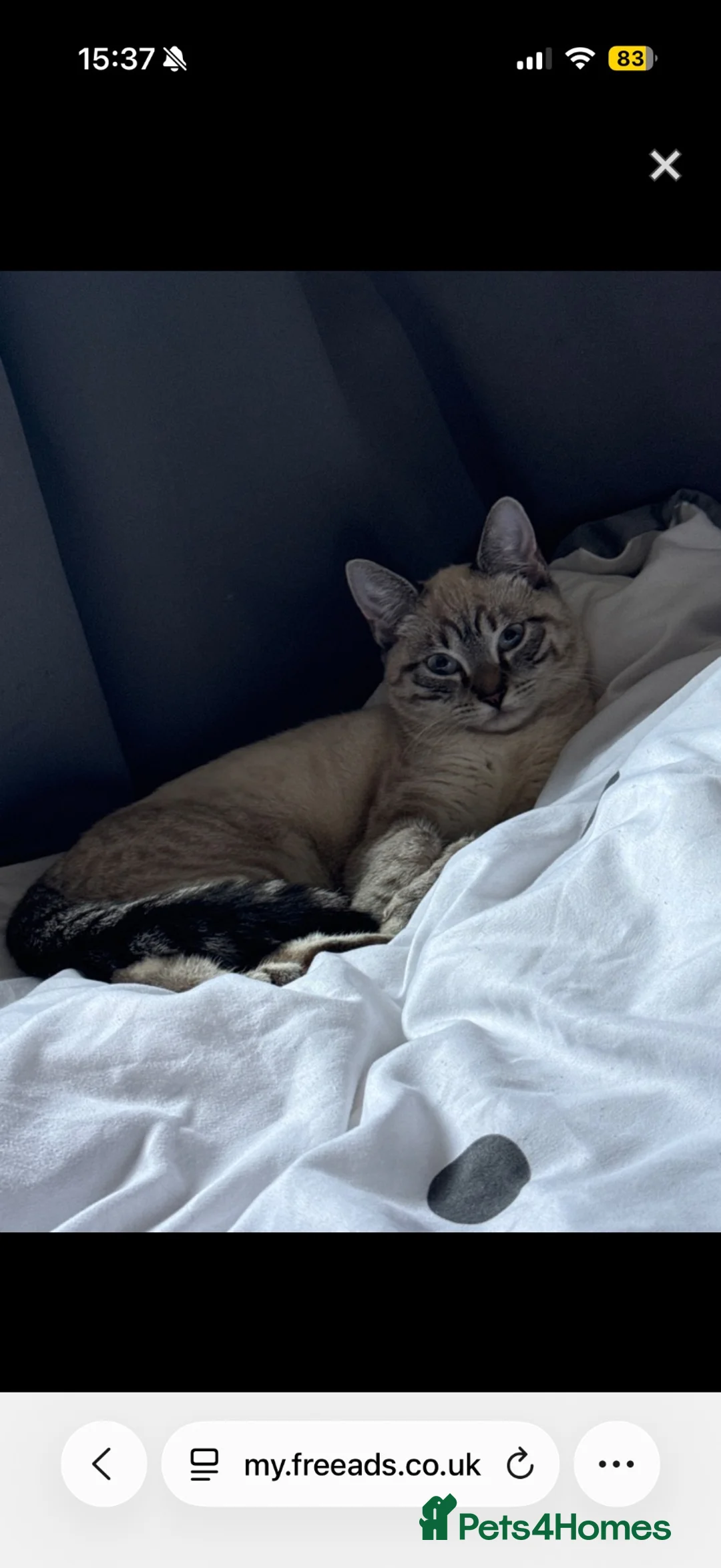 Mixed Breed cats for sale: Siamese lynx point - Advert 2