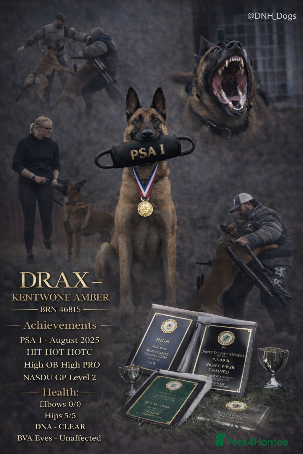 Belgian Shepherd Dog dogs Health tested KC Belgian Malinois for stud  - Advert 7