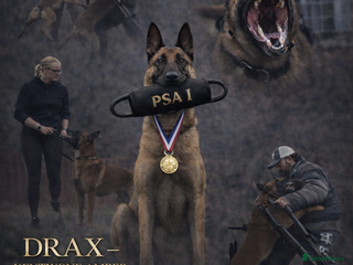 Belgian Shepherd Dog dogs Health tested KC Belgian Malinois for stud - Advert 7