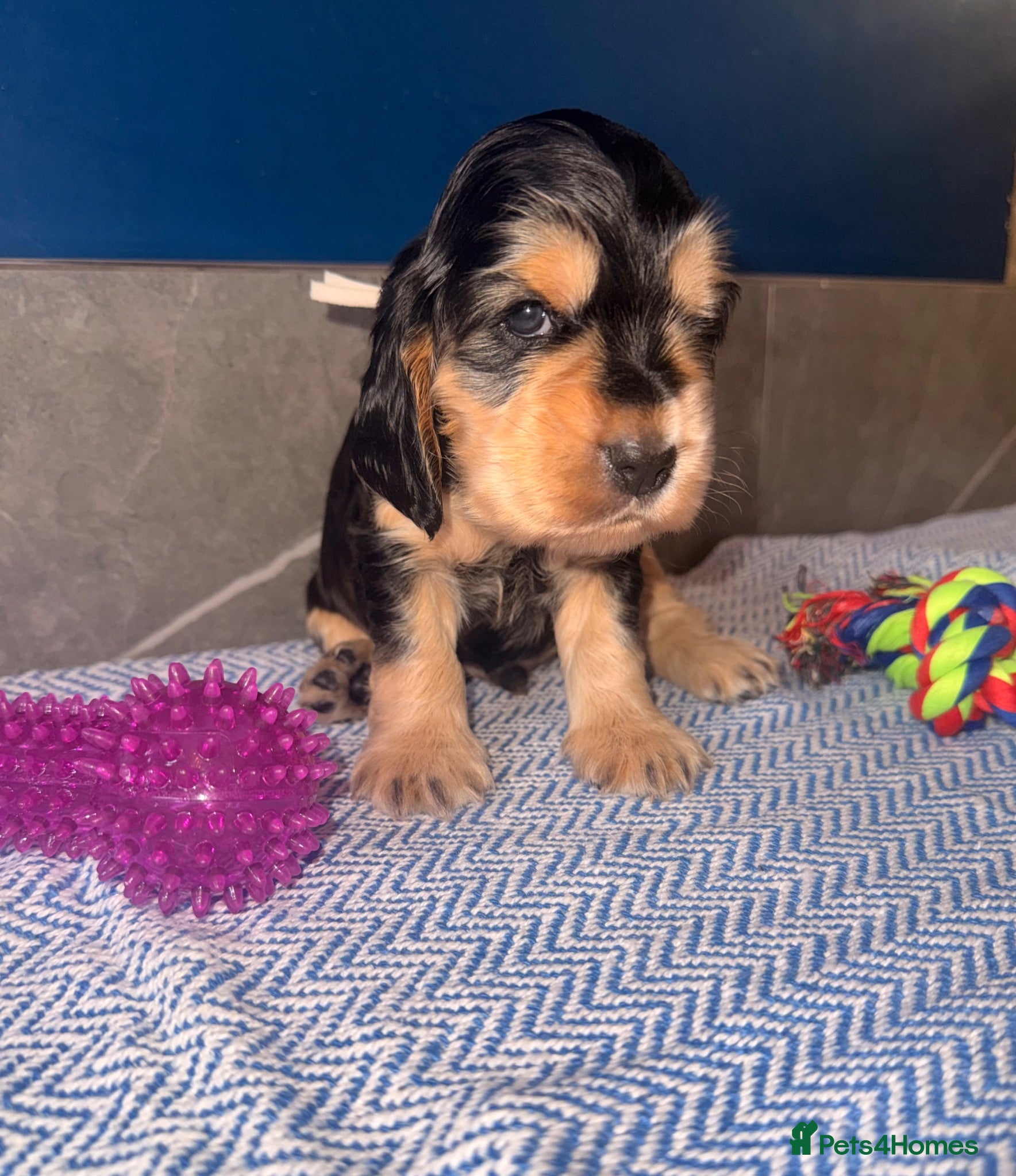 Cocker Spaniel dogs KC registered Black & Tan Sable Boy 🩵 - Advert 1