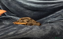 Dachshund dogs for sale: Dachshund Puppies - Image 17