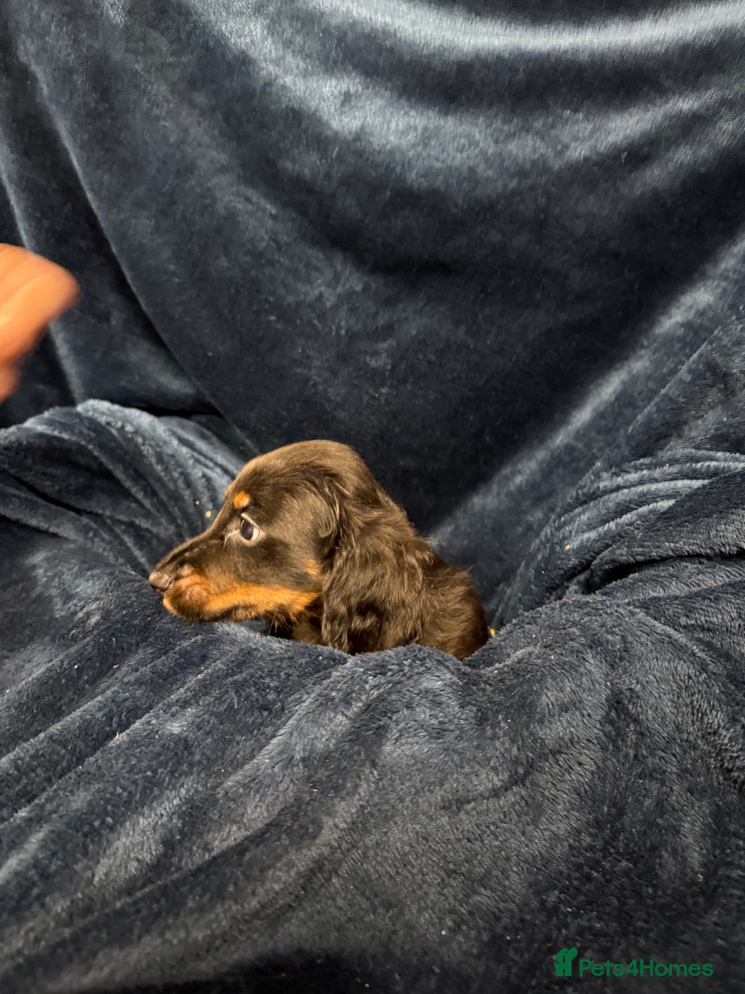 Dachshund dogs for sale: Dachshund Puppies - Image 17