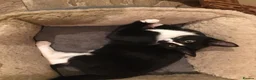 Mixed Breed cats for sale: Gorgeous tuxedo kittens READY TO GO - Advert 9