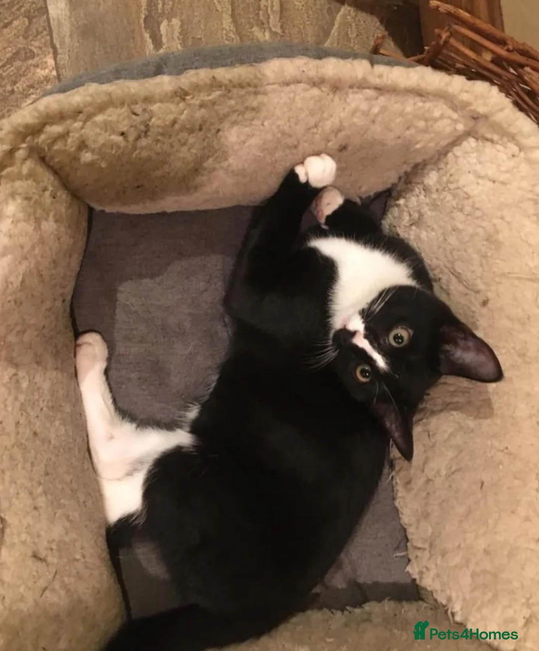 Mixed Breed cats for sale: Gorgeous tuxedo kittens READY TO GO - Advert 9
