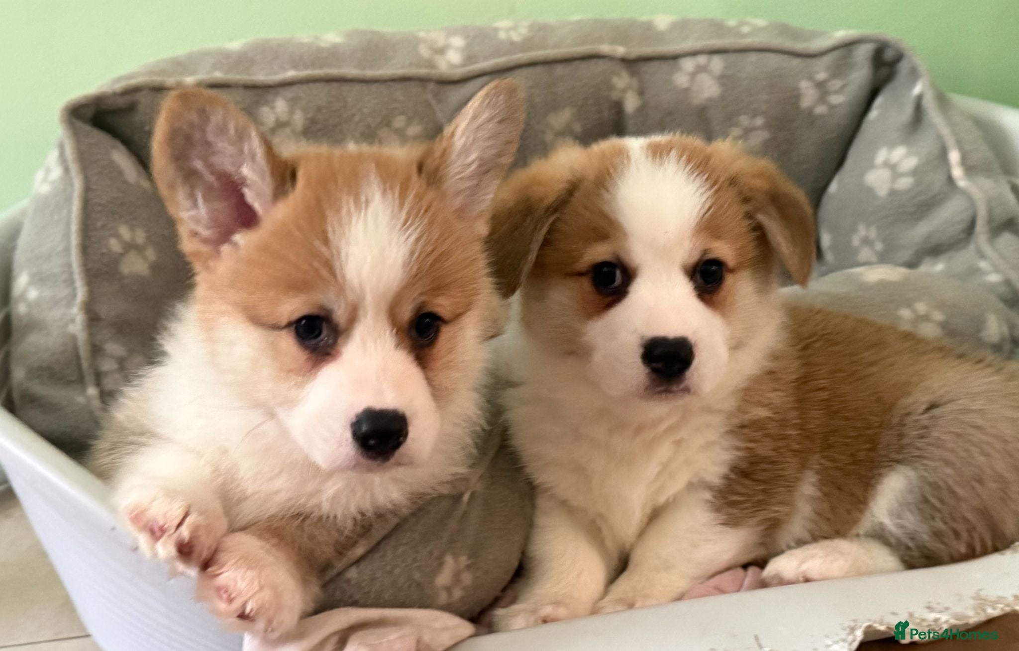 Welsh Corgi Pembroke dogs Handsome KC Reg Pembroke Corgi Pups - Advert 1
