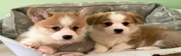 Welsh Corgi Pembroke dogs for sale: Fully Vac, KC Papers Ready, waiting to love YOU!! - Advert 18