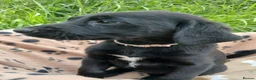 Labrador Retriever dogs for sale: Ready now!! Gorgeous labradors  - Advert 2