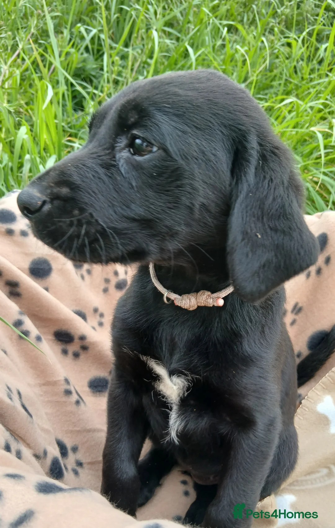 Labrador Retriever dogs for sale: Ready now!! Gorgeous labradors  - Advert 2