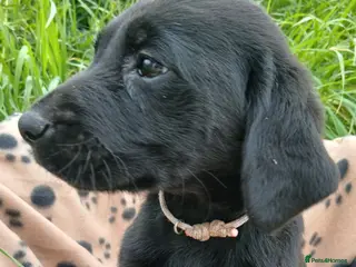 Labrador Retriever dogs Ready in 2 days!! Gorgeous labradors - Advert 11