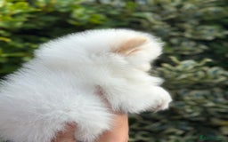 Pomeranian dogs for sale: 3 Gorgeous Pomeranian Puppies-Ready for New Homes - Image 20