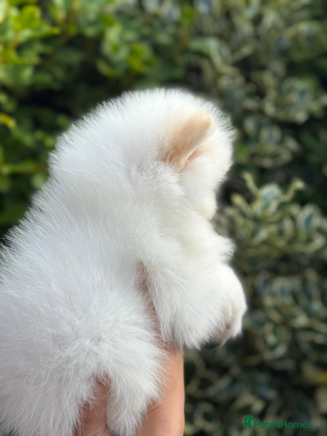 Pomeranian dogs for sale: 3 Gorgeous Pomeranian Puppies-Ready for New Homes - Image 20