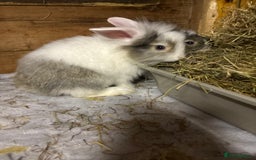 Mini Lop rabbits for sale: New litter added, angora/lionhead bunny rabbits  - Image 9