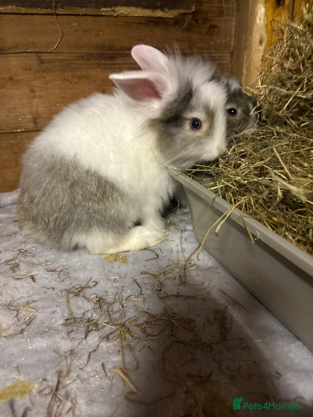 Mini Lop rabbits for sale: New litter added, angora/lionhead bunny rabbits  - Image 9