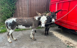 Donkey livestock for sale: 5 year old gelding donkeys  - Image 11
