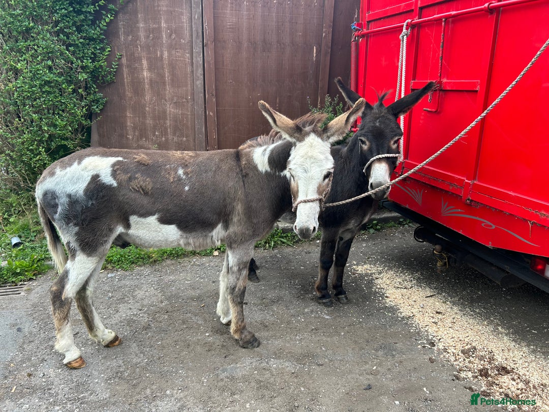 Donkey livestock for sale: 5 year old gelding donkeys  - Image 11