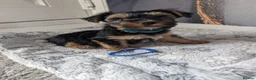 Yorkshire Terrier dogs for sale: Yorkshire terriers puppies  - Advert 11