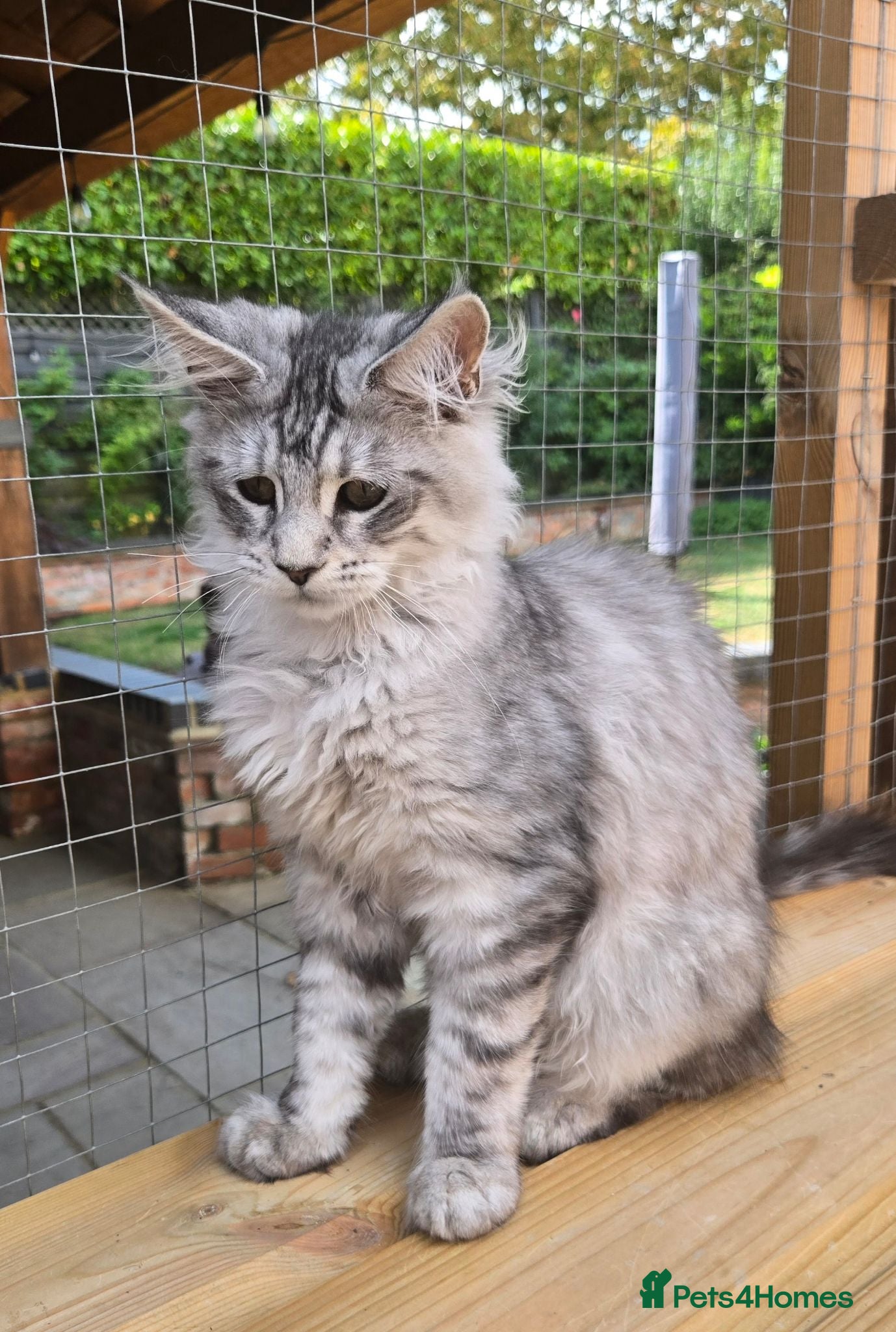 Maine Coon cats Pedigree Maine Coon Kittens  - Advert 2