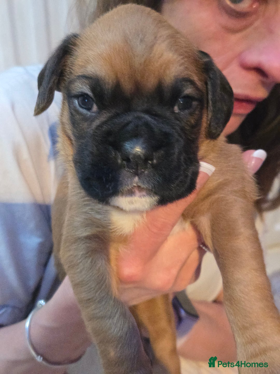 Boxer dogs for sale: Gorgeous Red Boxer puppies for sale. - Image 11