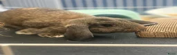Mixed Breed rabbits for sale: 2 baby girl bunnies  in Sowerby Bridge - Advert 4