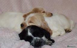 Cocker Spaniel dogs for sale: Cocker Spaniel Pups for sale (KC registered) - Image 6