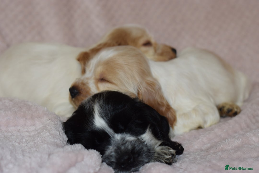 Cocker Spaniel dogs for sale: Cocker Spaniel Pups for sale (KC registered) - Image 6