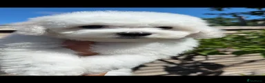Bichon Frise Puppy 6