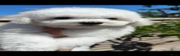 Bichon Frise dogs for sale: 🐶 Gorgeous Pedigree Bichon Frise ready to leave  - Advert 2