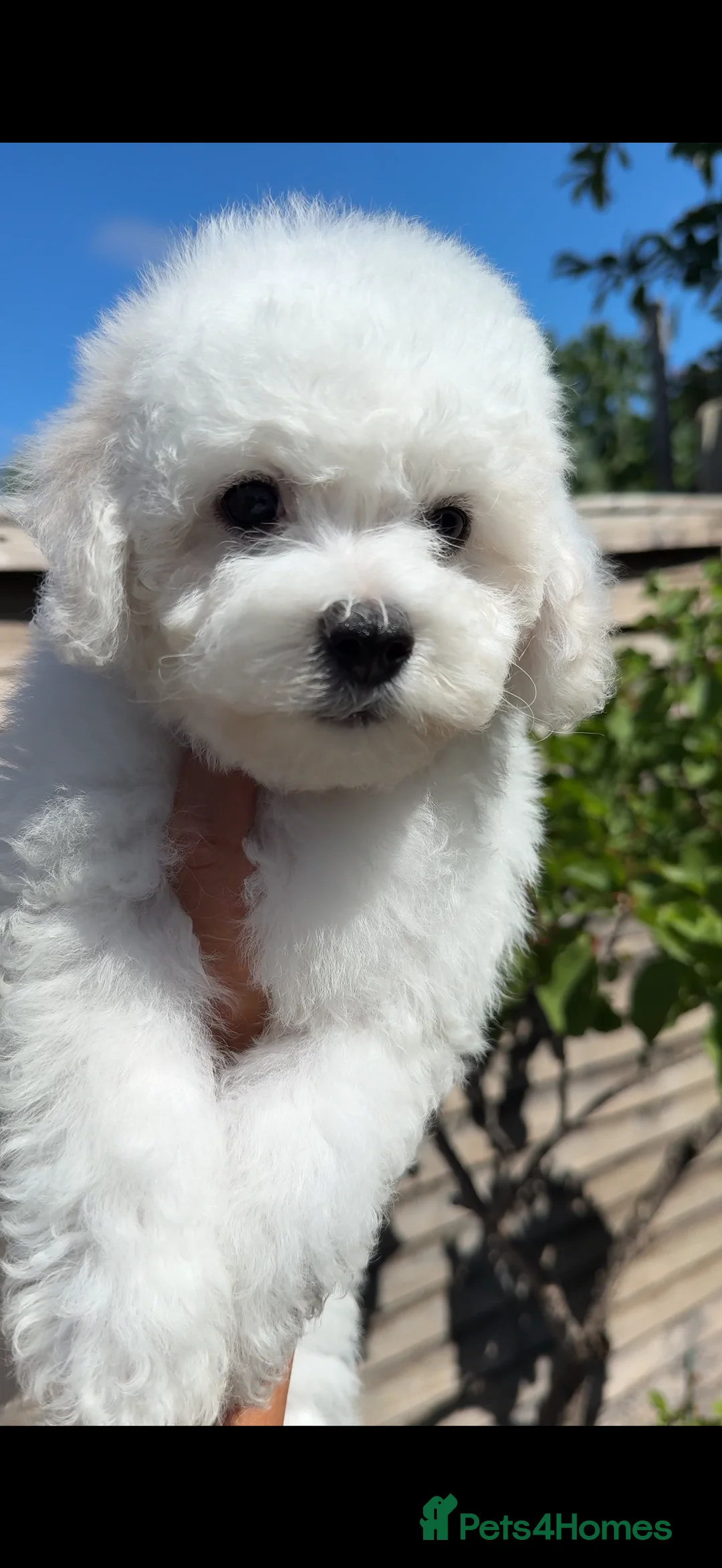 Bichon Frise dogs for sale: 🐶 Gorgeous Pedigree Bichon Frise ready to leave  - Advert 2