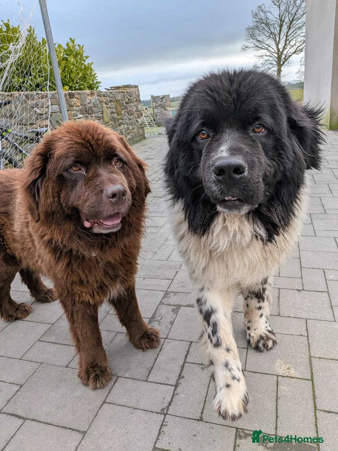 Newfoundland dogs for sale: Newfoundland pups  - Advert 2