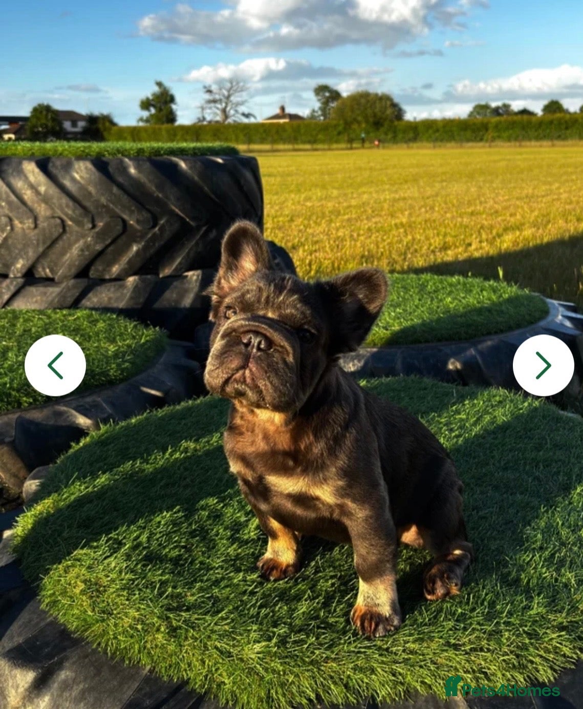 French Bulldog dogs Fluffy Frenchie  - Advert 2