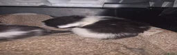Mixed Breed cats for sale: Beautiful Kittens - Advert 2