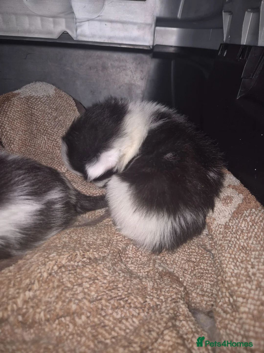 Mixed Breed cats for sale: Beautiful Kittens - Advert 2