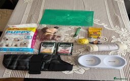 Morkie dogs for sale: Mini Morkies - Advert 6