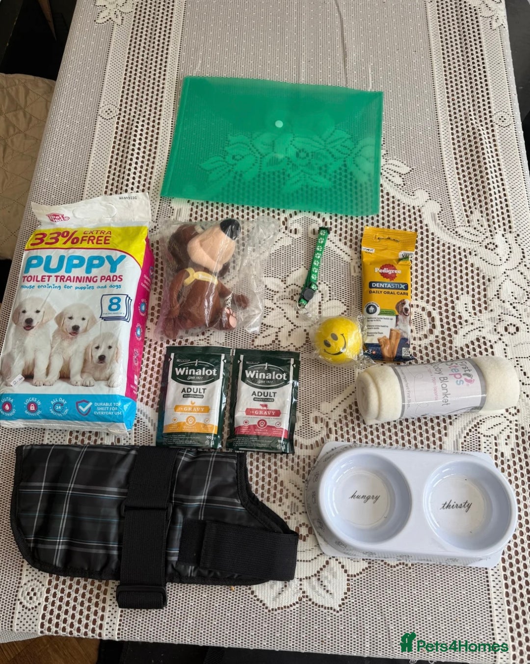 Morkie dogs for sale: Mini Morkies - Advert 6